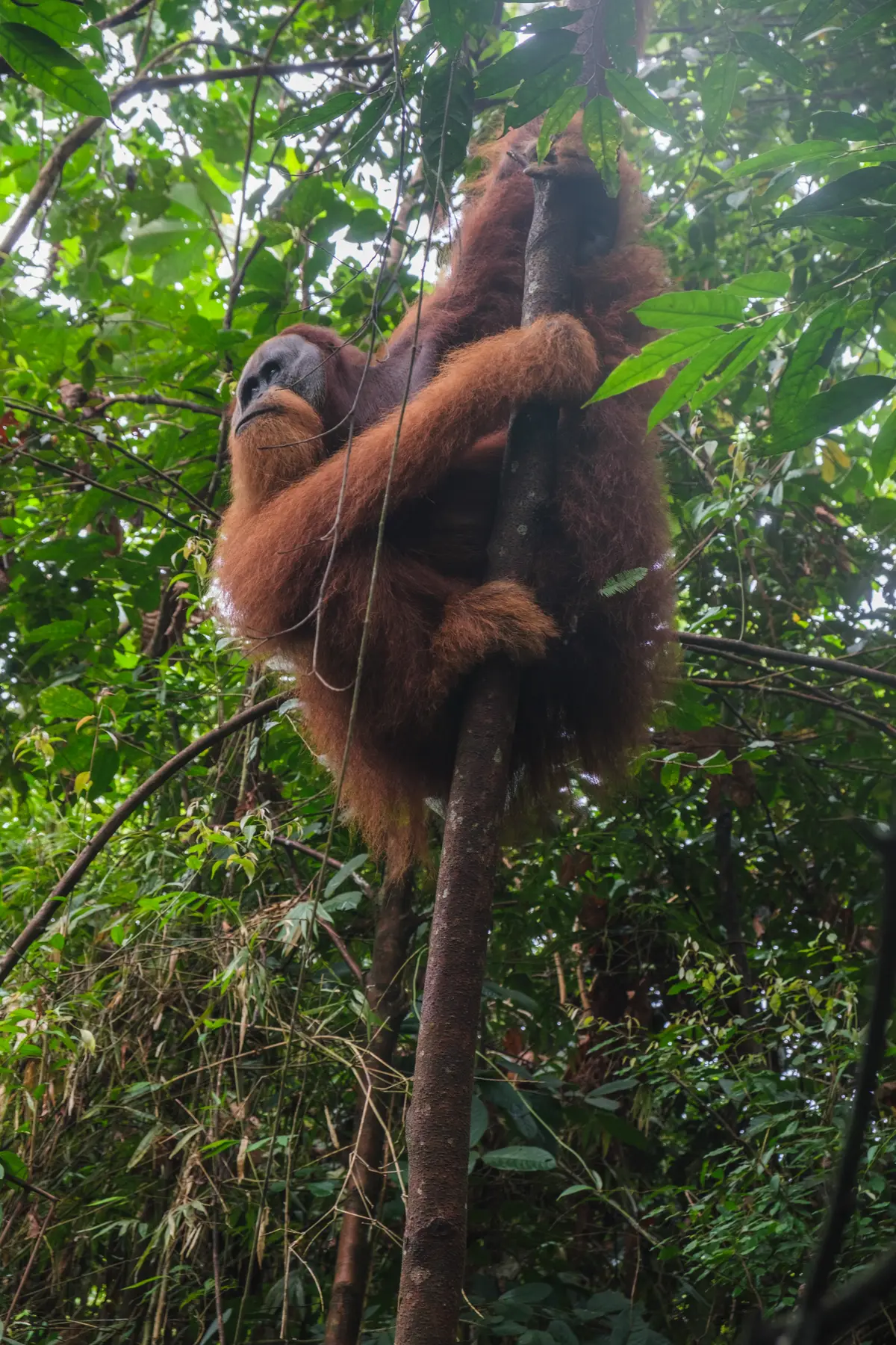 Jungle in Indonesia, photograph 1