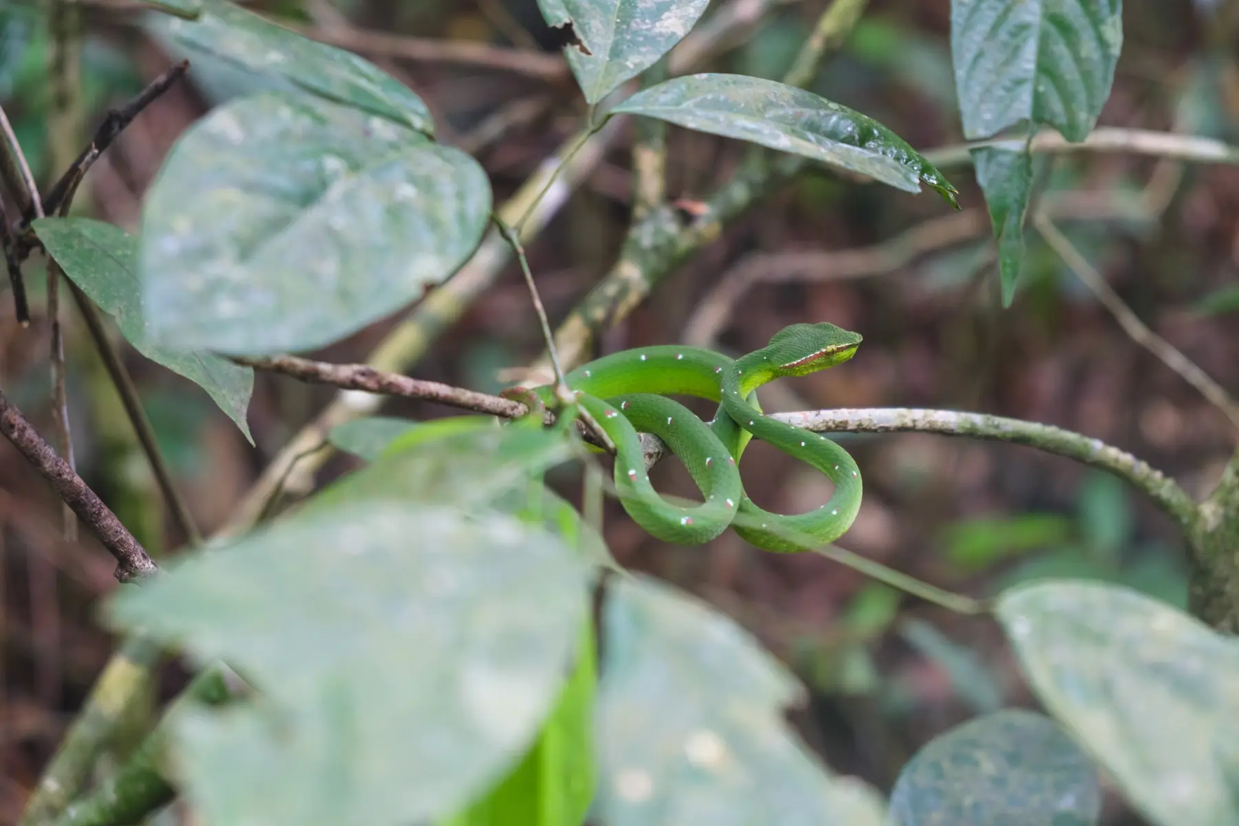 Jungle in Indonesia, photograph 2
