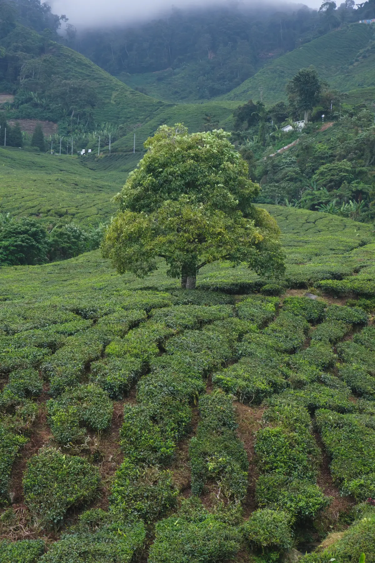 Tea Plantations in Malaysia, photograph 1