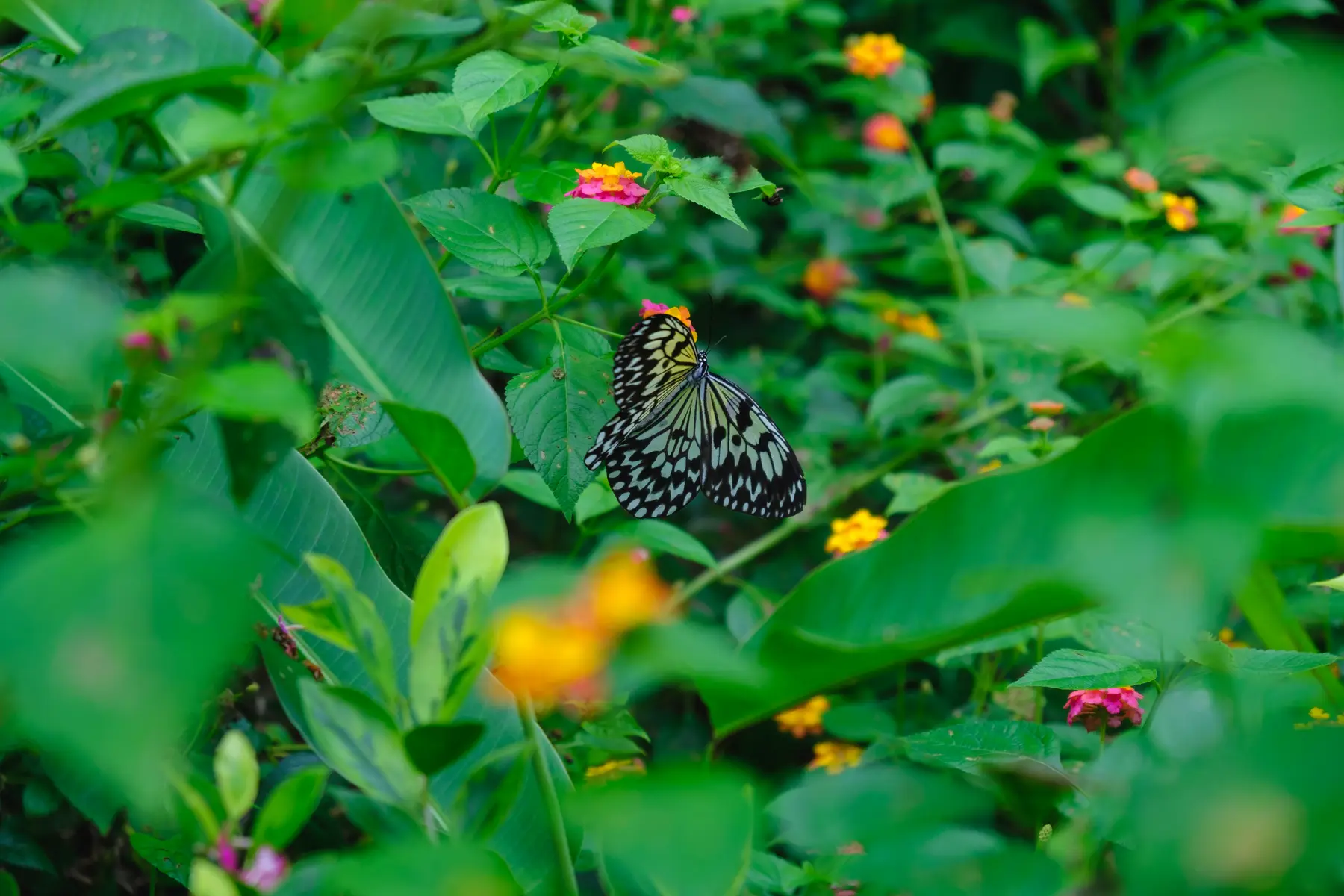 Butterfly Garden in Philippines, photograph 1