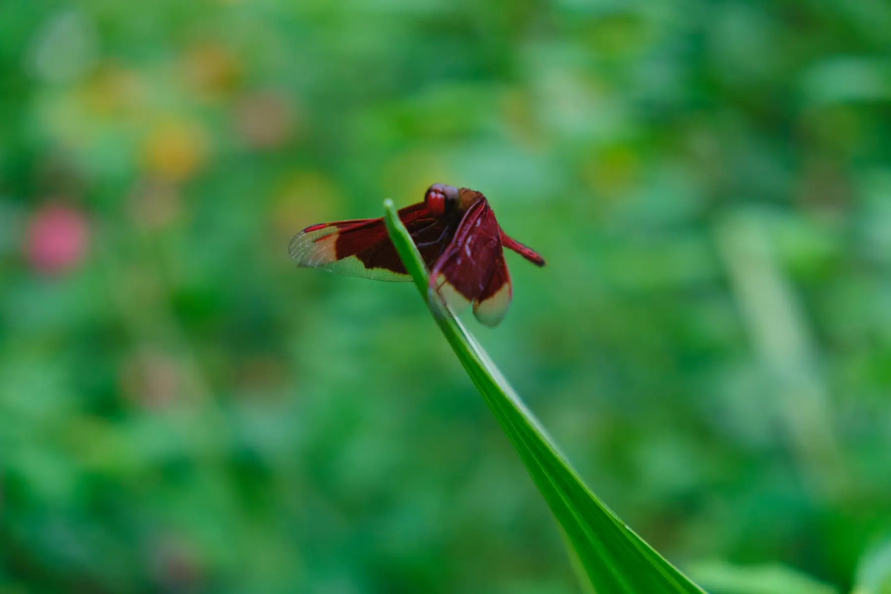 Butterfly Garden in Philippines, photograph 3