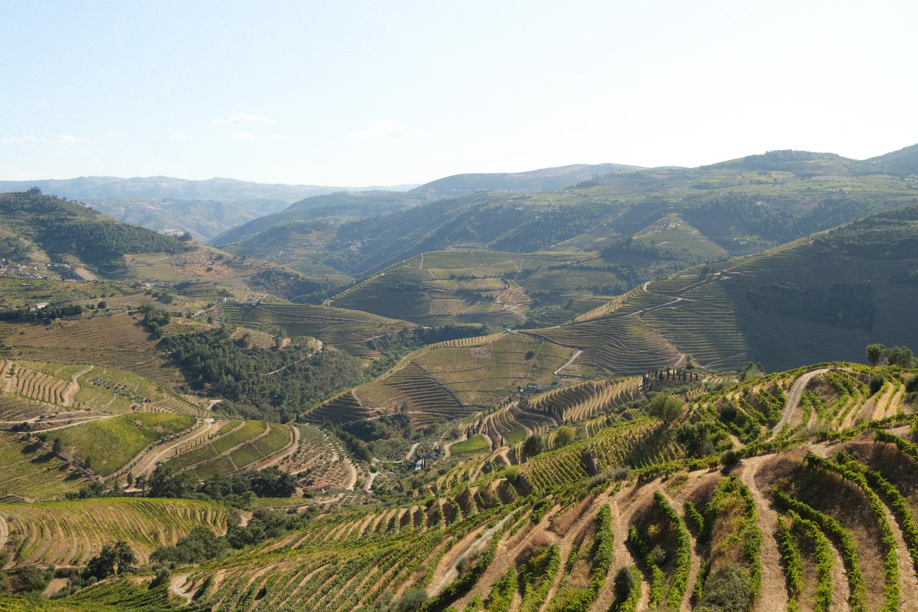 Vineyards in Portugal, photograph 2