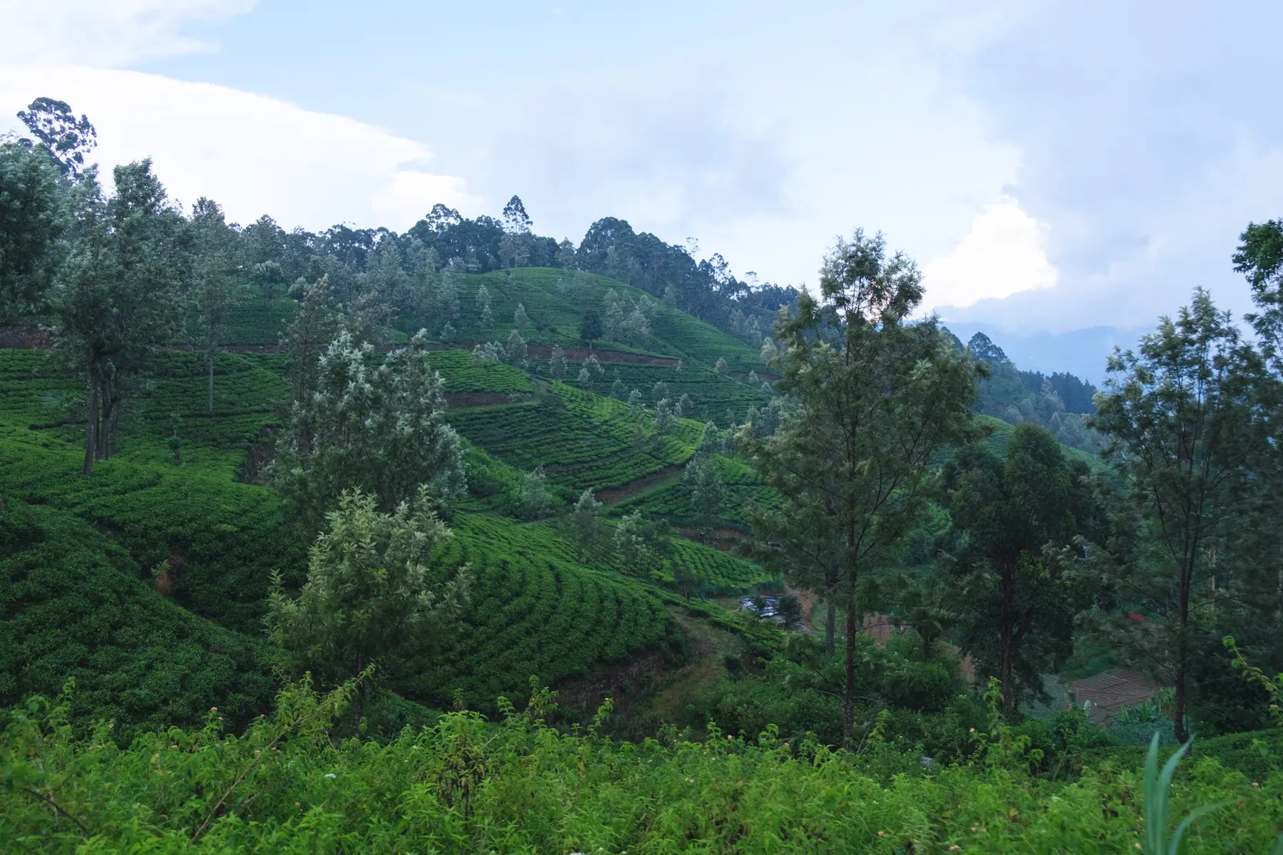 Tea Plantations in Sri Lanka, photograph 2