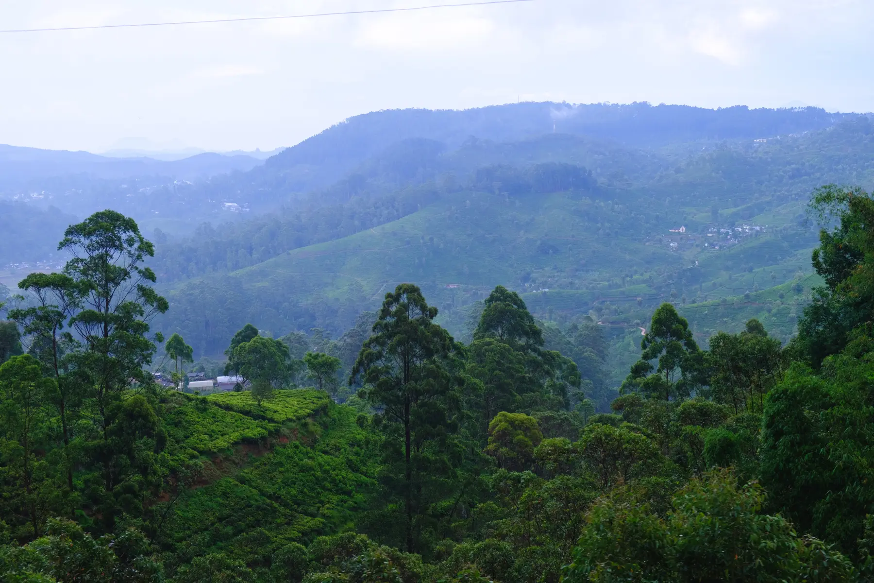 Tea Plantations in Sri Lanka, photograph 3