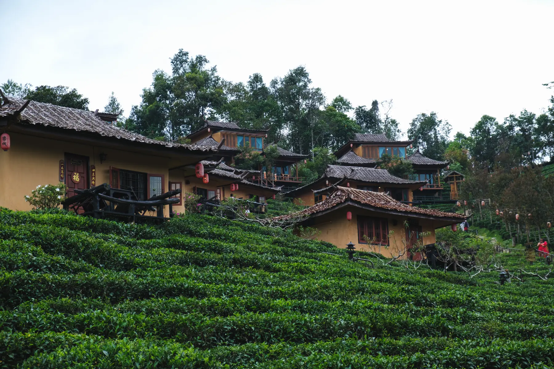 Tea Plantations in Thailand, photograph 1